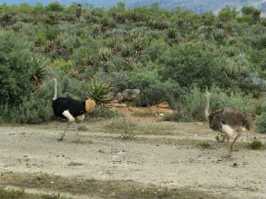 Oudtshoorn - Western Cape